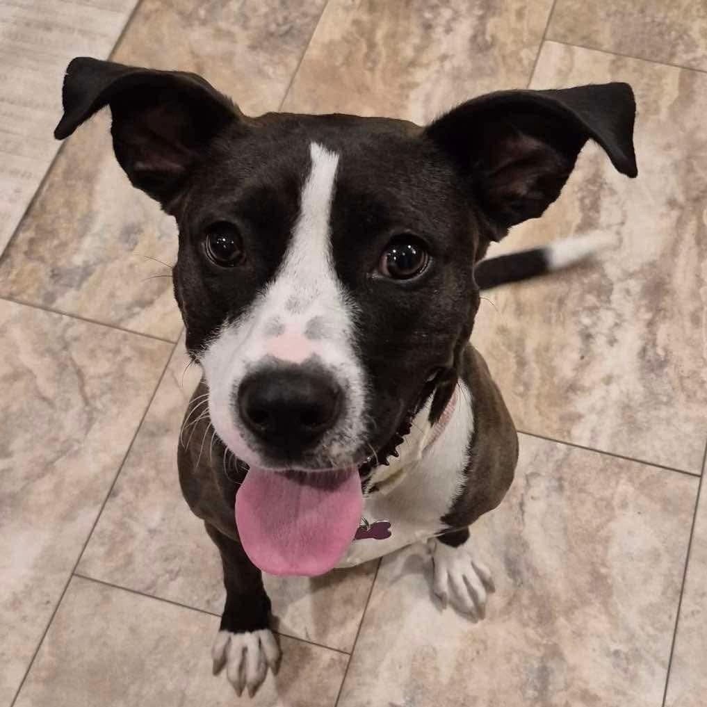 Cali, a Adoptable mixed breed in O'Fallon, MO image 4/5