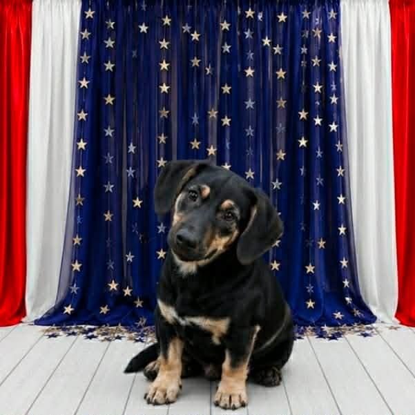 Agnes, a Adoptable mixed breed in Blairstown, NJ image 6/6
