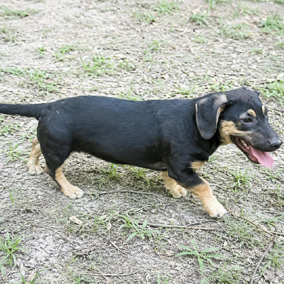 Agnes, a Adoptable mixed breed in Blairstown, NJ image 4/6