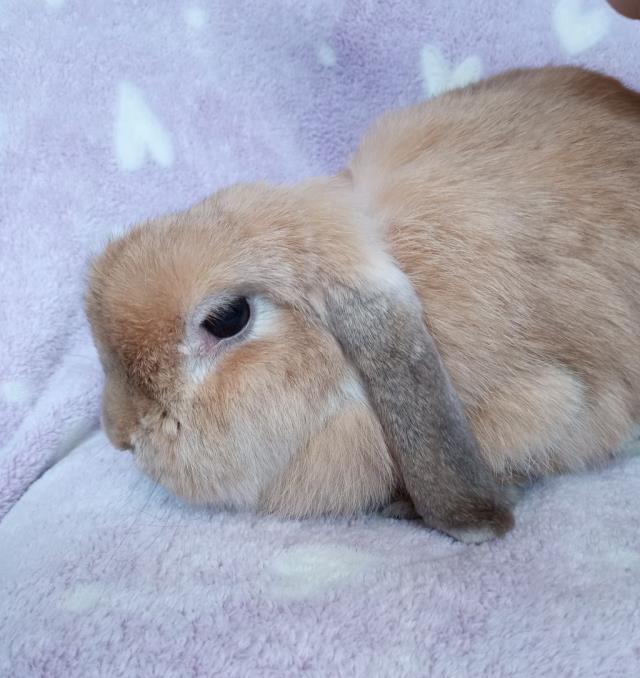 KODI, Adoptable, Adult Female Bunny Rabbit.