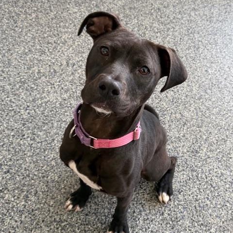 PIPPA, Adoptable, Young Female Boxer.