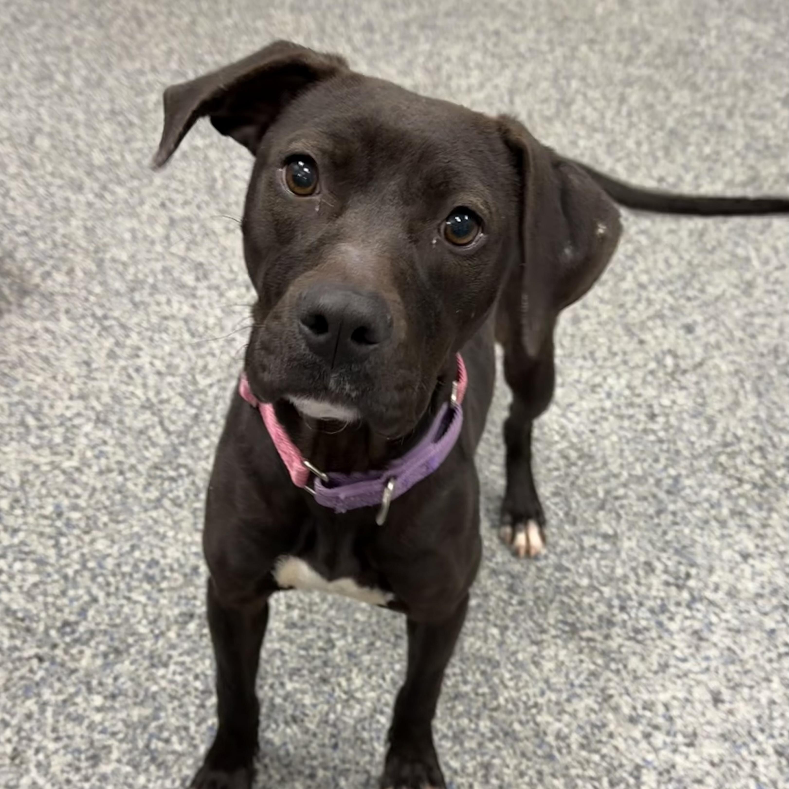 Enlarge PIPPA, a Adoptable mixed breed in Cranston, RI image 1/2