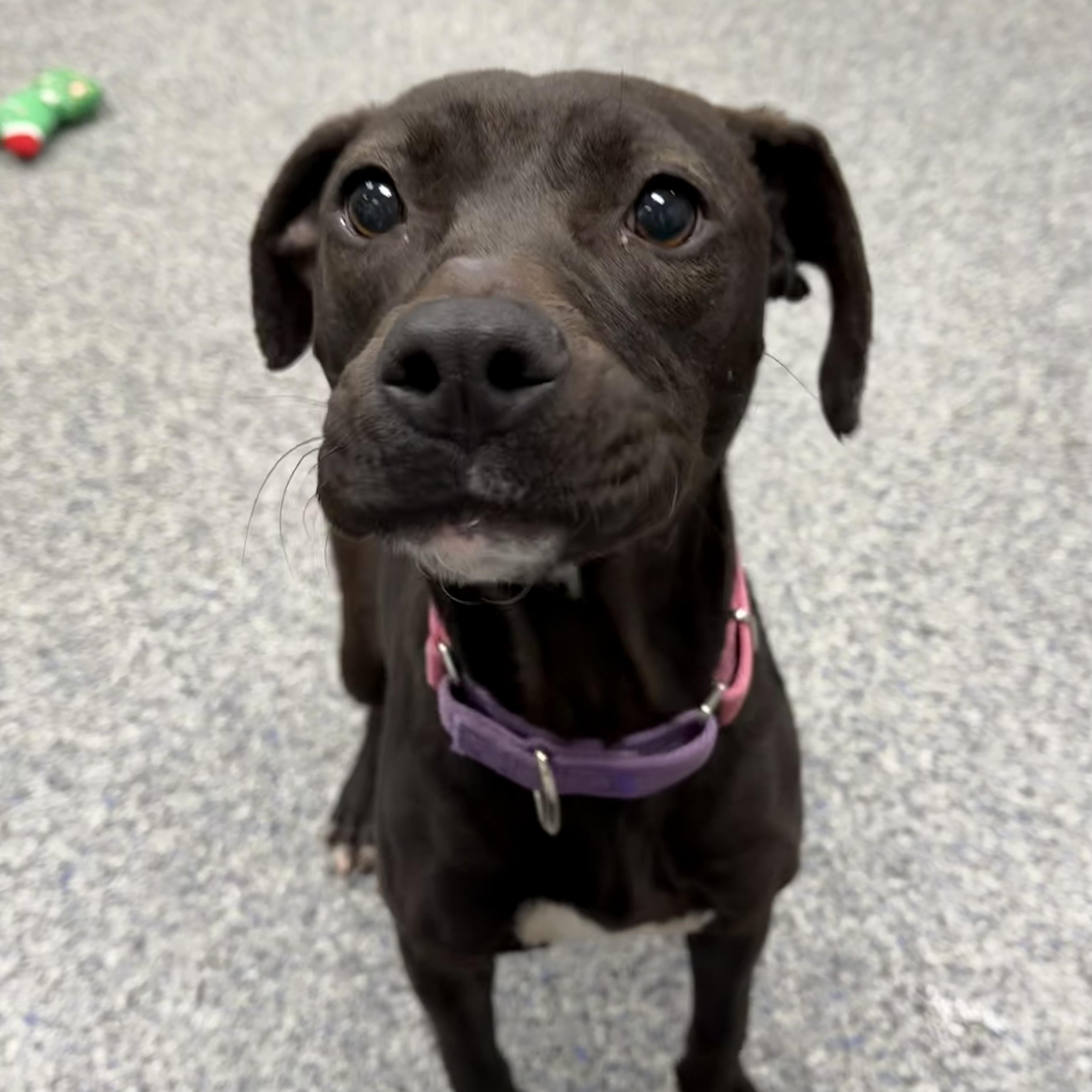 Enlarge PIPPA, a Adoptable mixed breed in Cranston, RI image 2/2