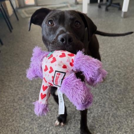 Enlarge PIPPA, a Adoptable mixed breed in Cranston, RI image 2/4