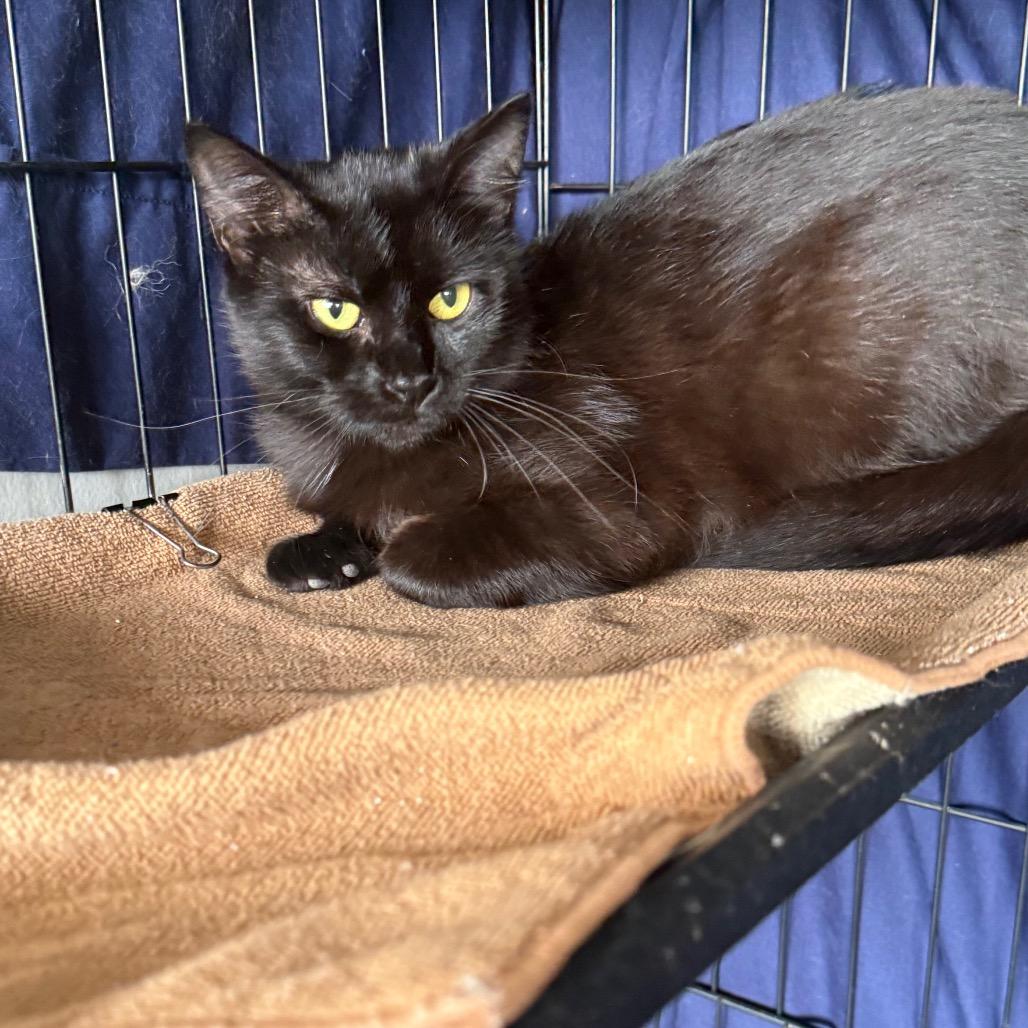 Rain, Adoptable, Young Female Domestic Short Hair.