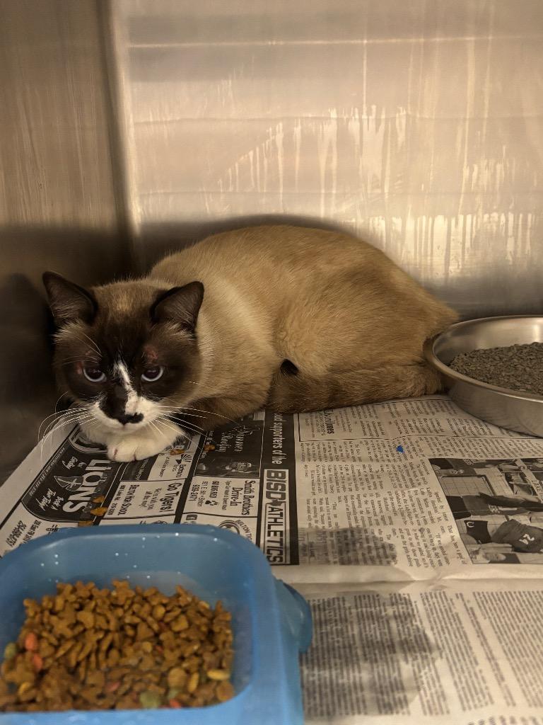 Derry, Adoptable, Adult Male Snowshoe.