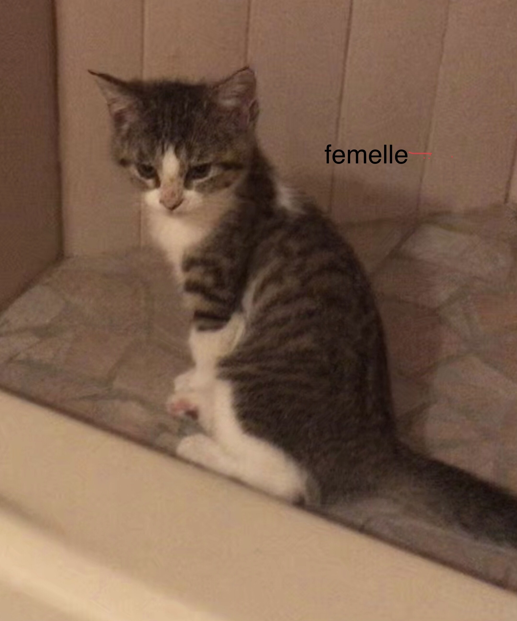 Nyla, Adoptable, Kitten Female Domestic Short Hair.