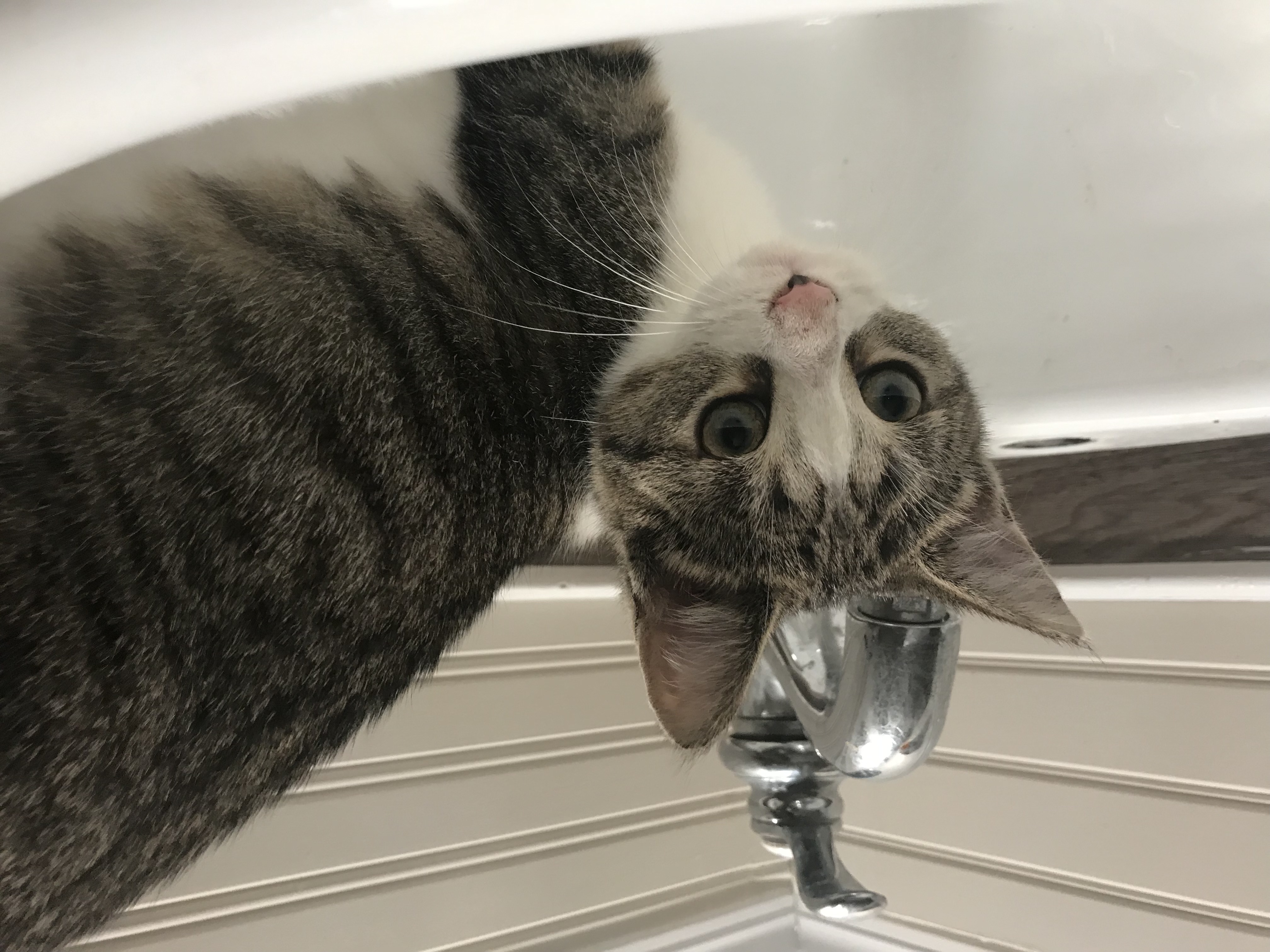 Enlarge Nyla, a Adoptable Domestic Short Hair in Sainte-Beatrix, QC image 2/2