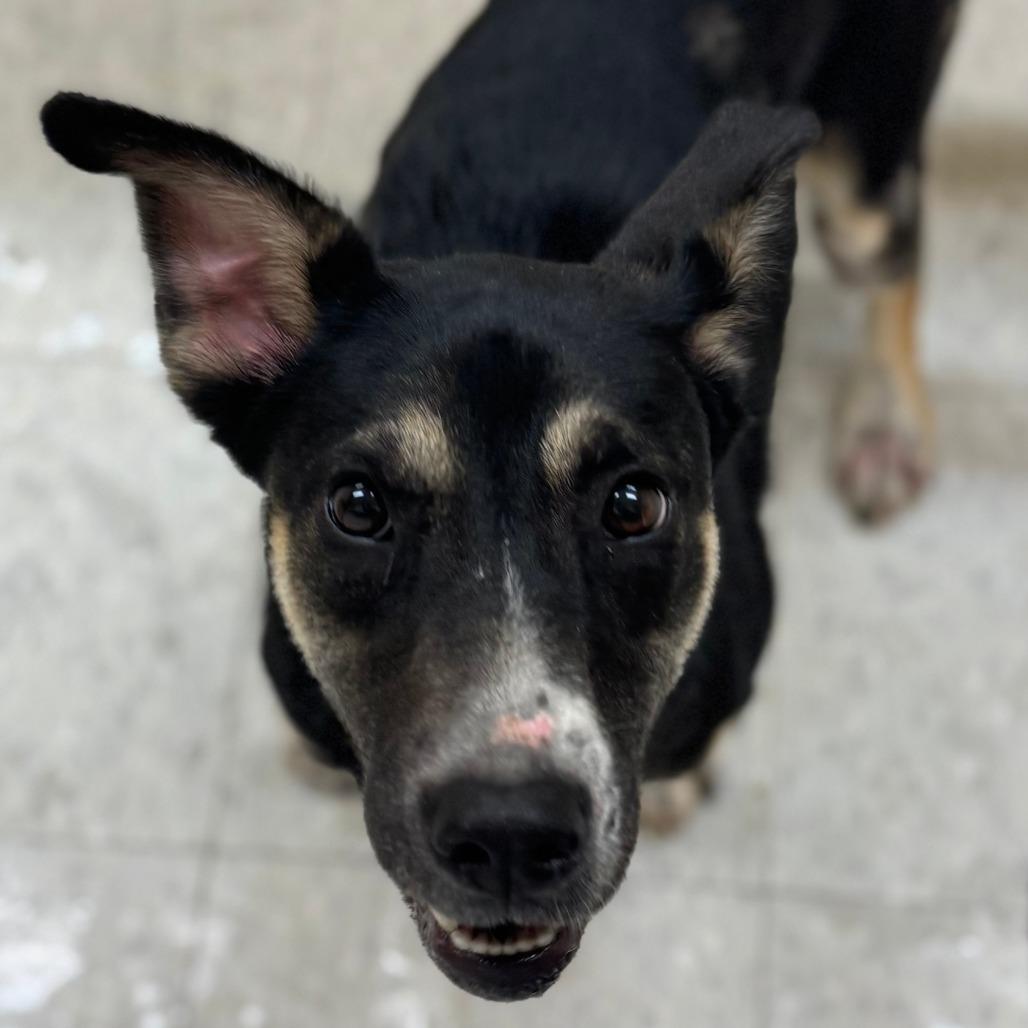 Enlarge Stacy, a Adoptable mixed breed in Clarksdale, MS image 1/1
