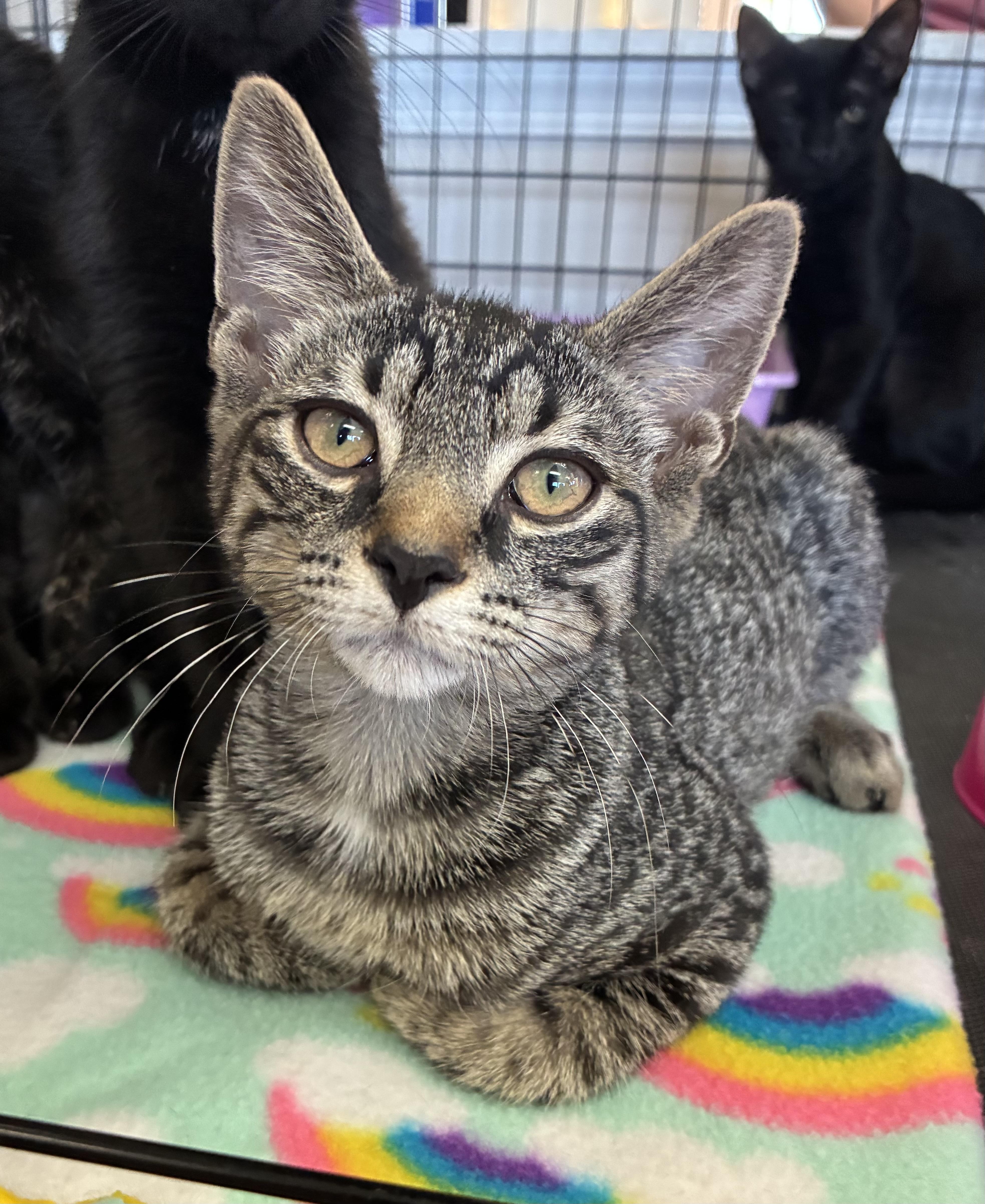 Enlarge Coal, a ADOPTABLE Domestic Short Hair in Breinigsville, PA image 1/2