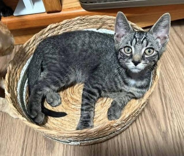 Enlarge Coal, a ADOPTABLE Domestic Short Hair in Breinigsville, PA image 1/1
