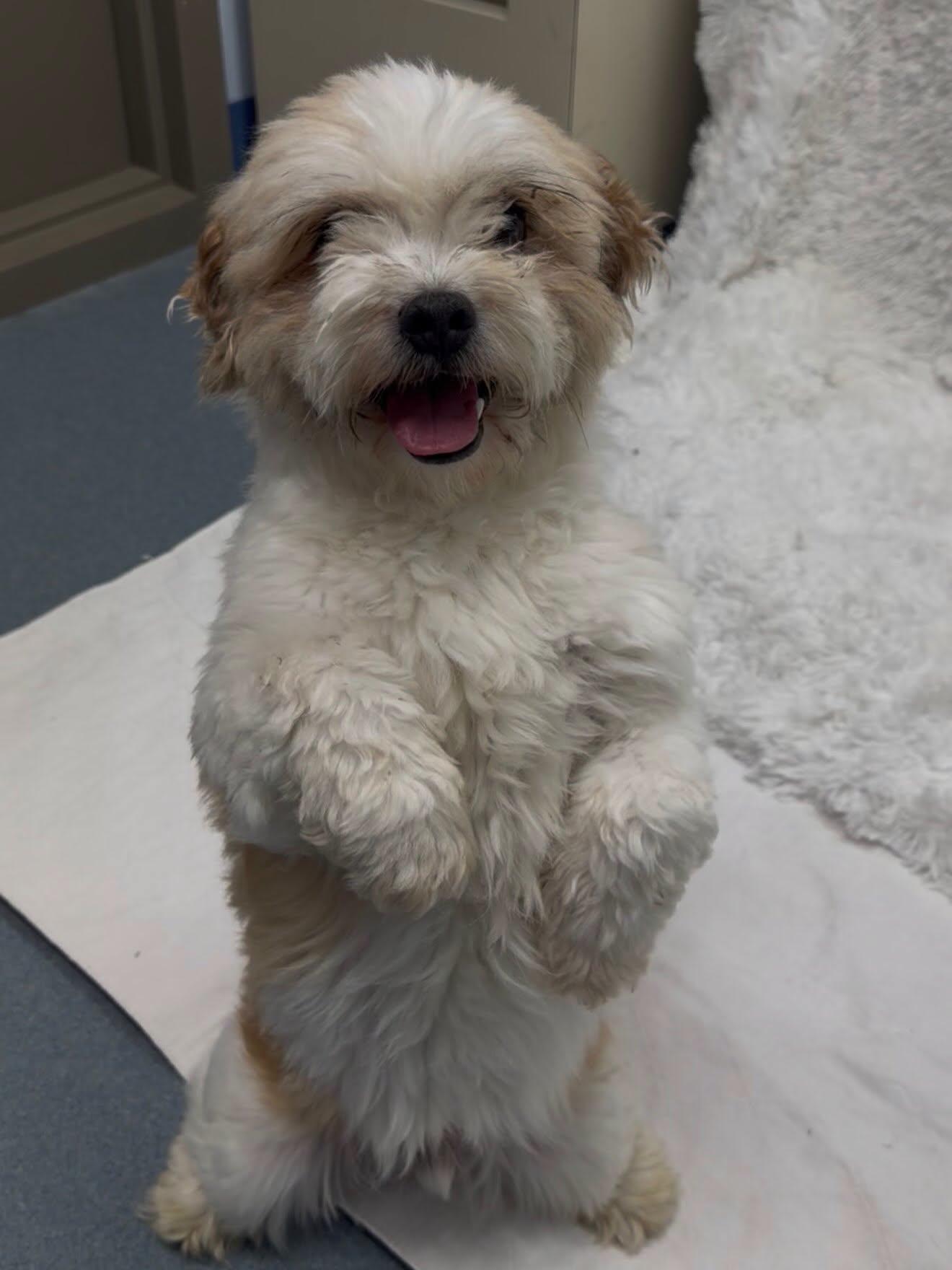 Enlarge Vito Tag 371, an adopted mixed breed in Central Islip, NY image 1/1