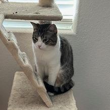 Enlarge Havarti, a Adoptable Domestic Short Hair in Las Vegas, NV image 1/2