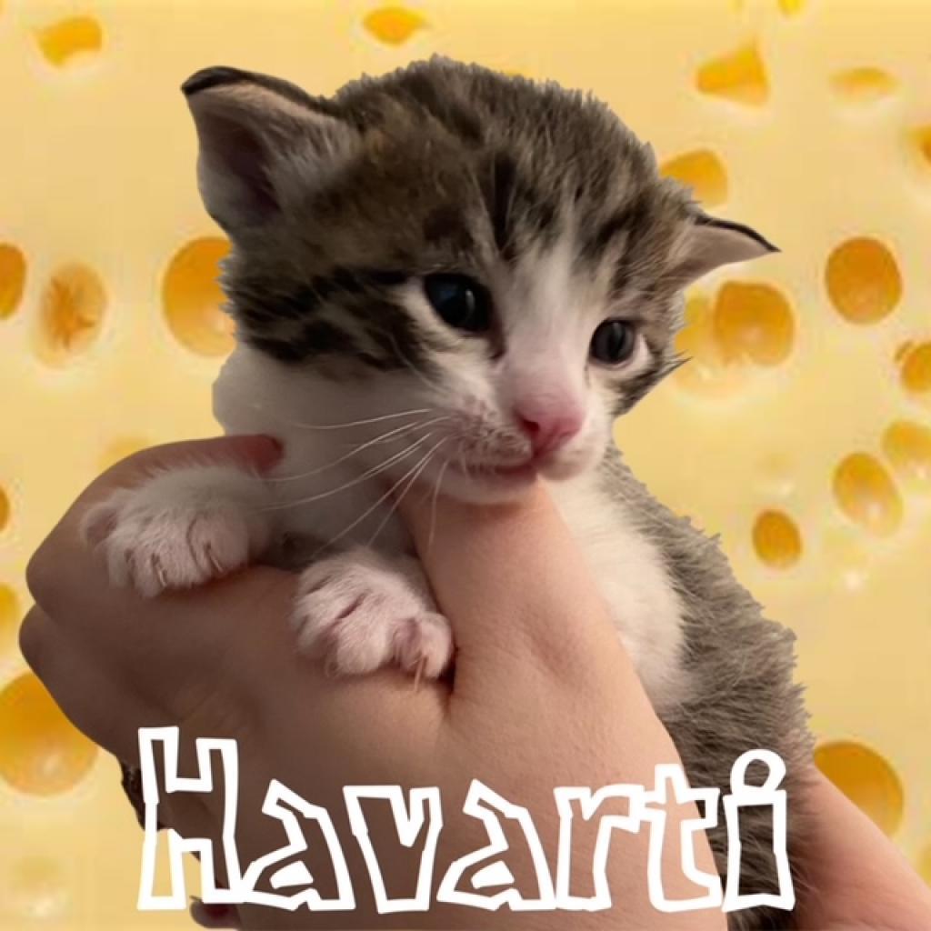 Enlarge Havarti, a Adoptable Domestic Short Hair in Las Vegas, NV image 2/2