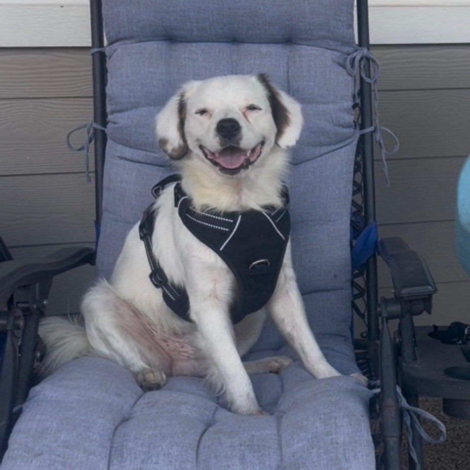 Enlarge Blue, a Adoptable mixed breed in Portland, OR image 1/5