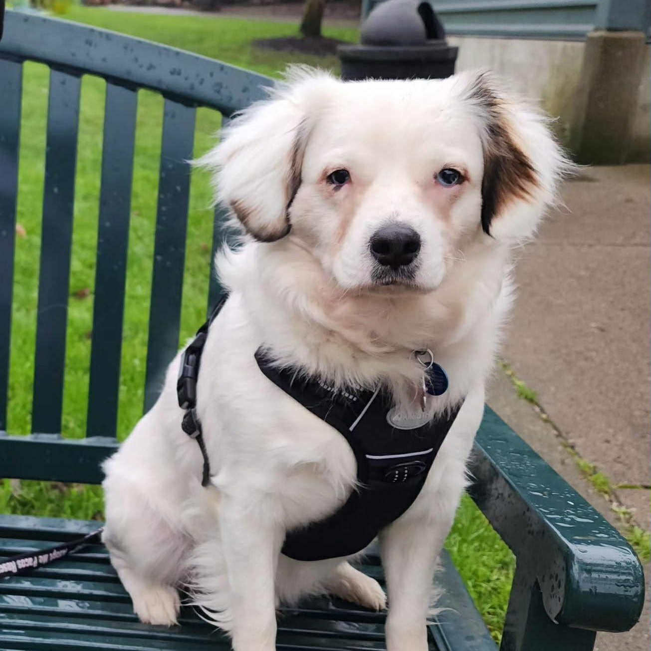 Enlarge Blue, a Adoptable mixed breed in Portland, OR image 5/6