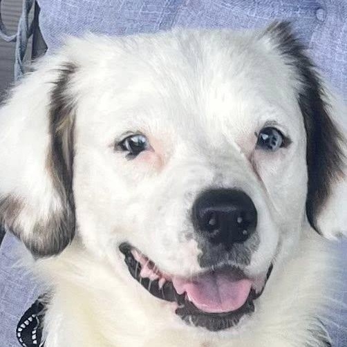 Enlarge Blue, a Adoptable mixed breed in Portland, OR image 2/5