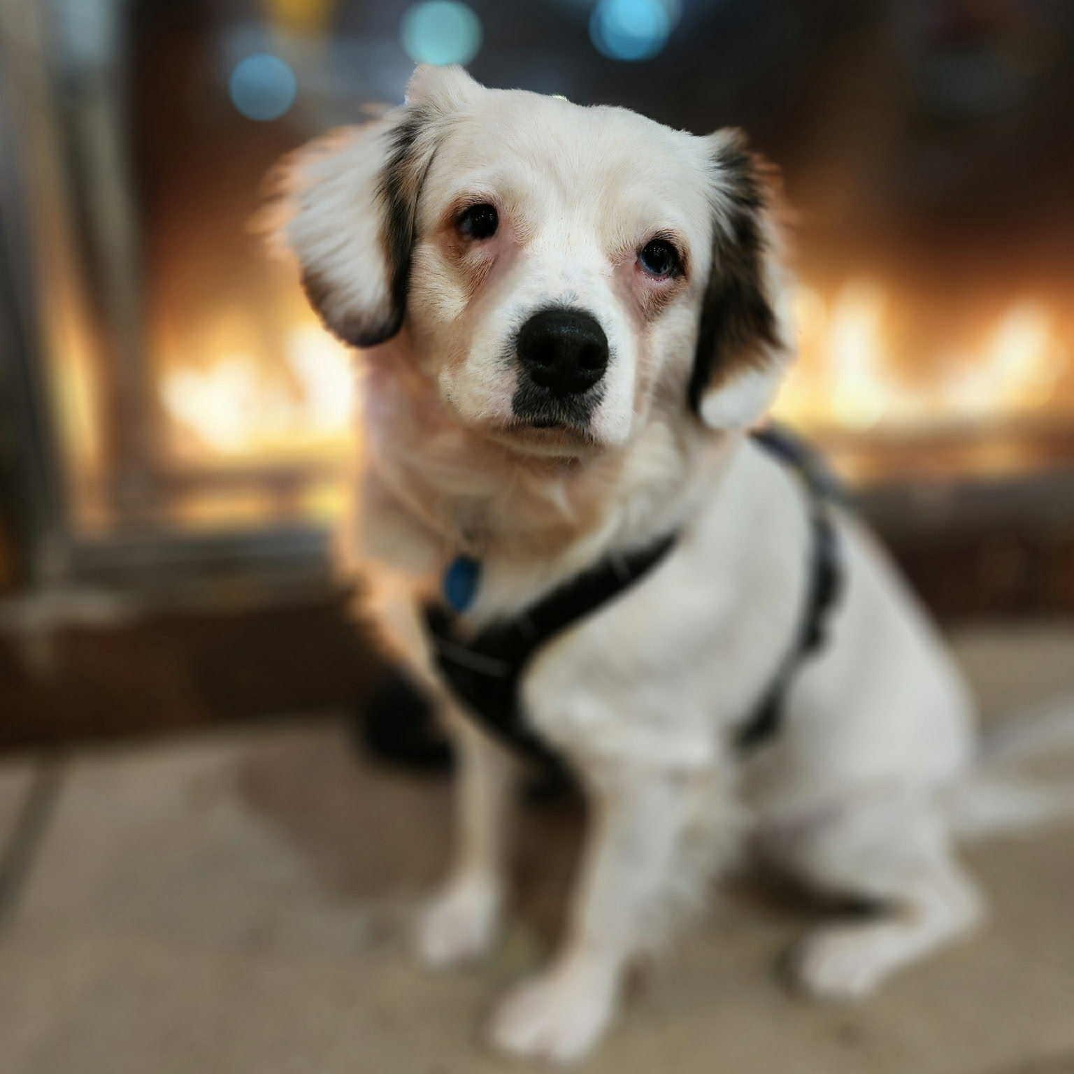 Enlarge Blue, a Adoptable mixed breed in Portland, OR image 6/6