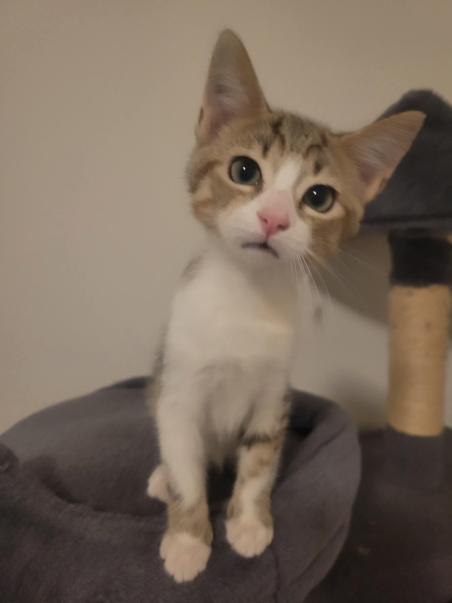 Adam, ADOPTABLE, Kitten Male Domestic Short Hair.