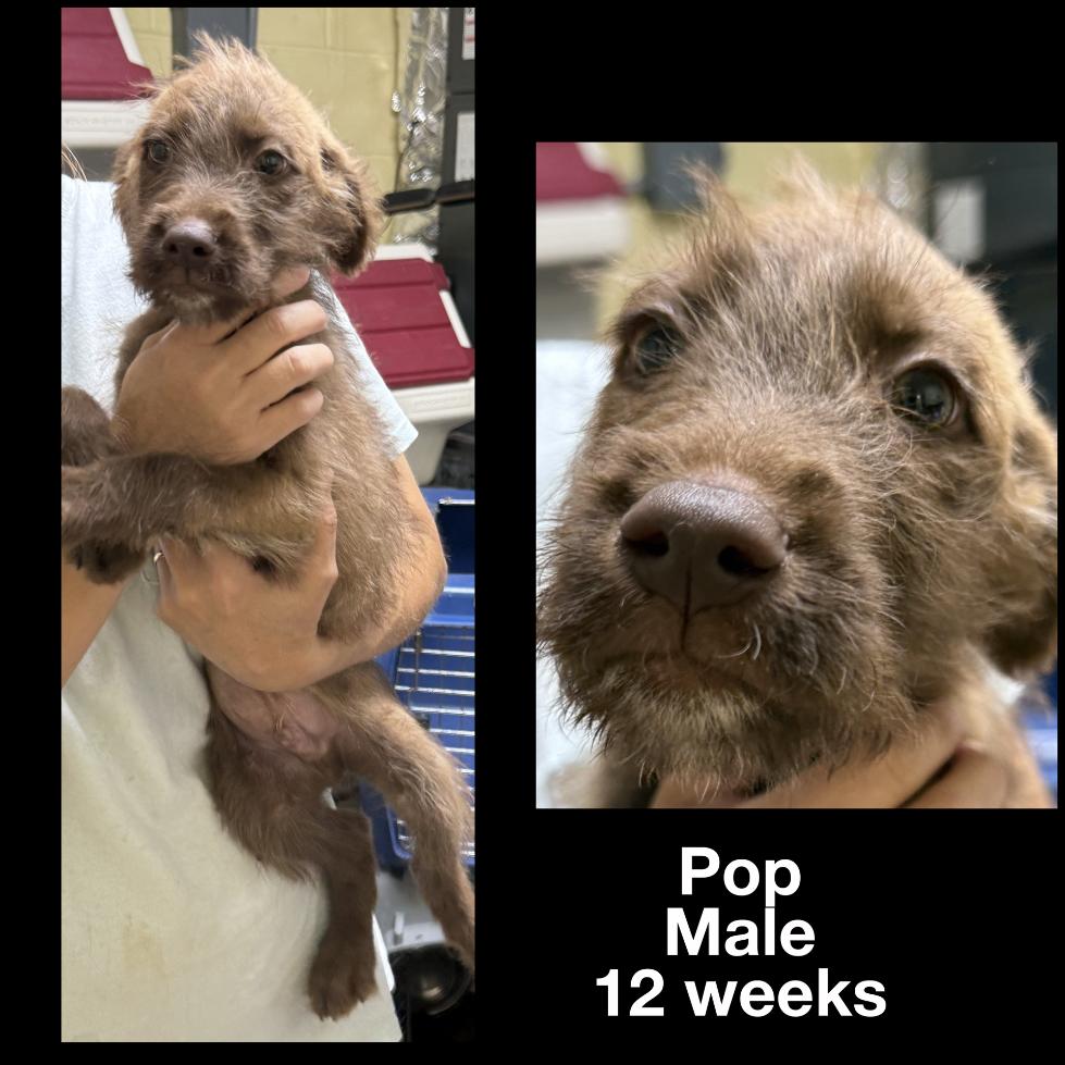 Enlarge Pop, a Adopted mixed breed in Staley, NC image 1/1
