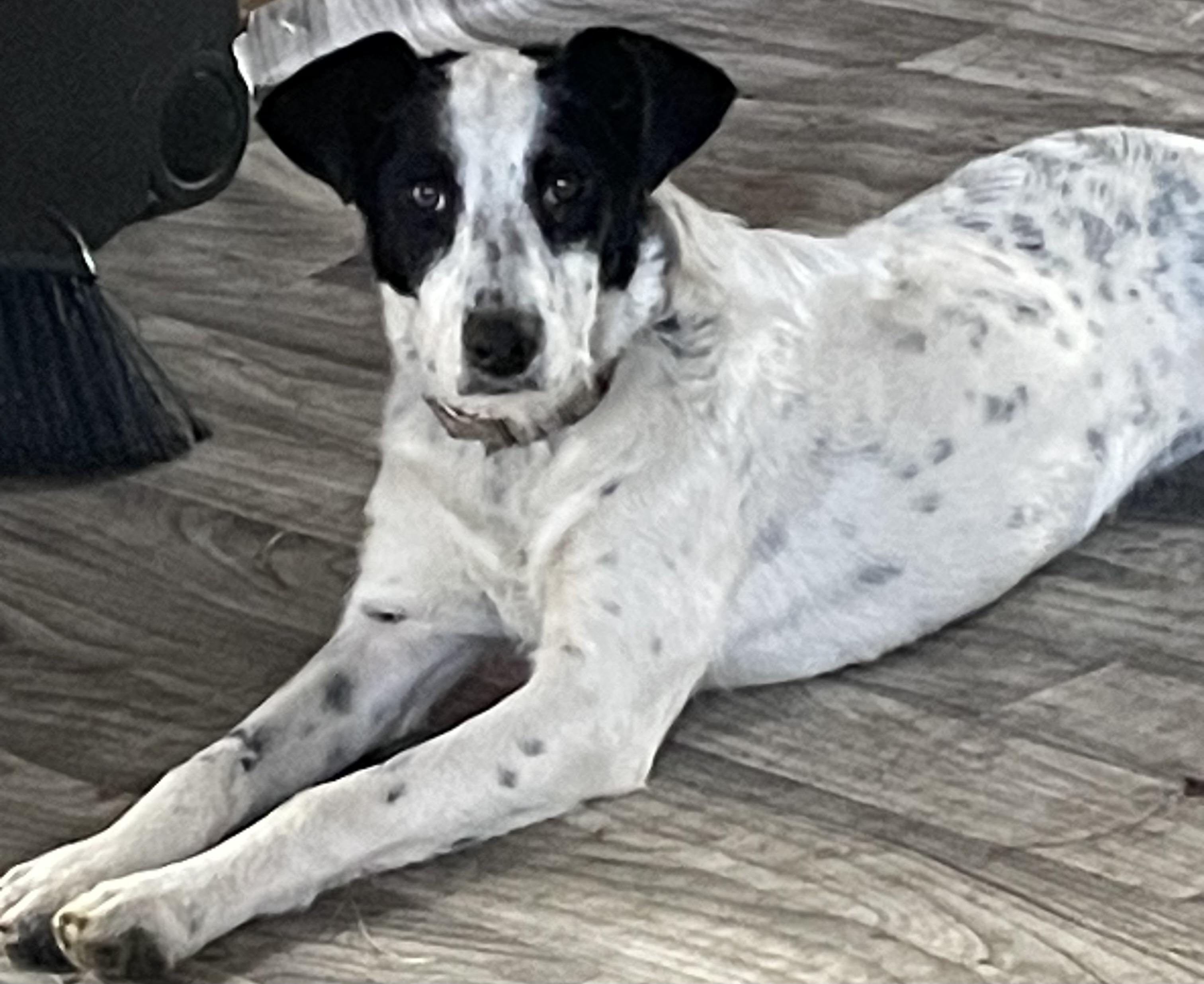 Enlarge Dolly (FEE SPONSORED), a Adoptable mixed breed in Portland, ME image 1/4