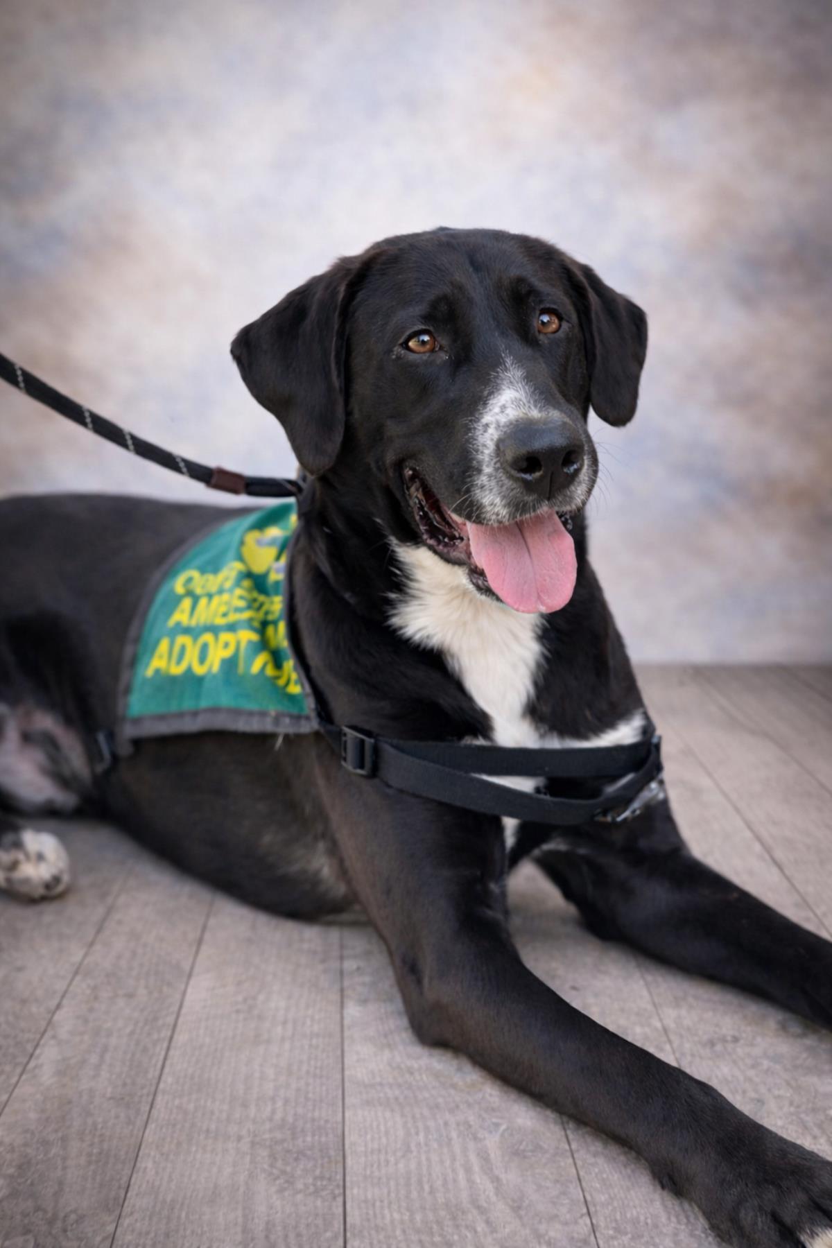 Popeye - $75 Adoption Fee! Diamond Dog!, Adoptable, Young Male Labrador Retriever & Collie.
