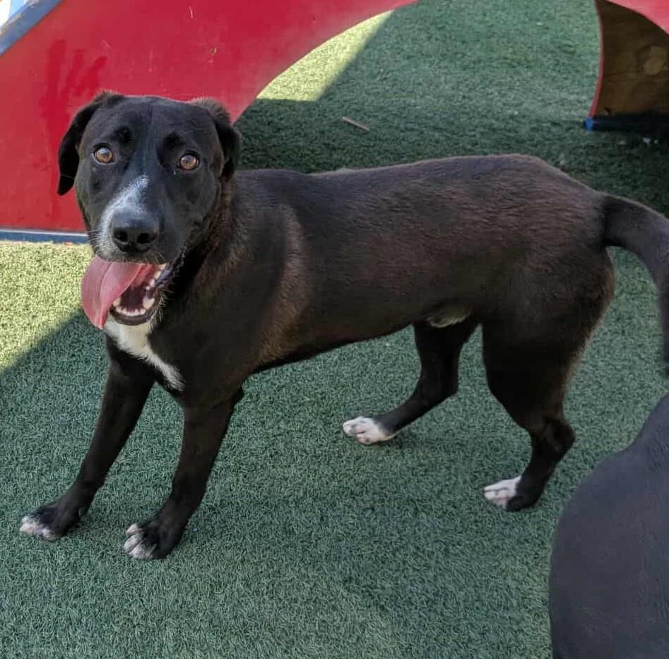 Popeye - $75 Adoption Fee! Diamond Dog!, Adoptable, Young Male Labrador Retriever & Collie.