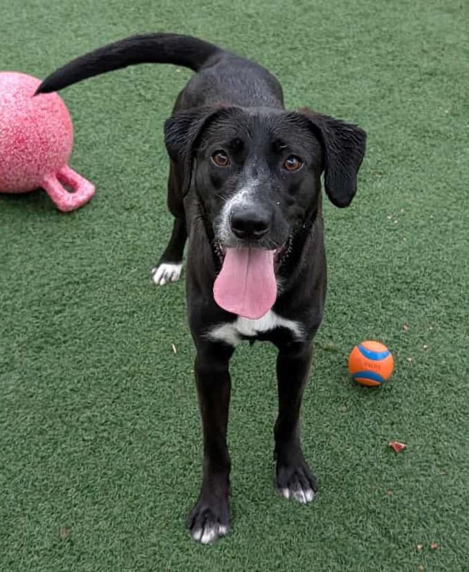 Popeye - $75 Adoption Fee! Diamond Dog!, Adoptable, Young Male Labrador Retriever & Collie.