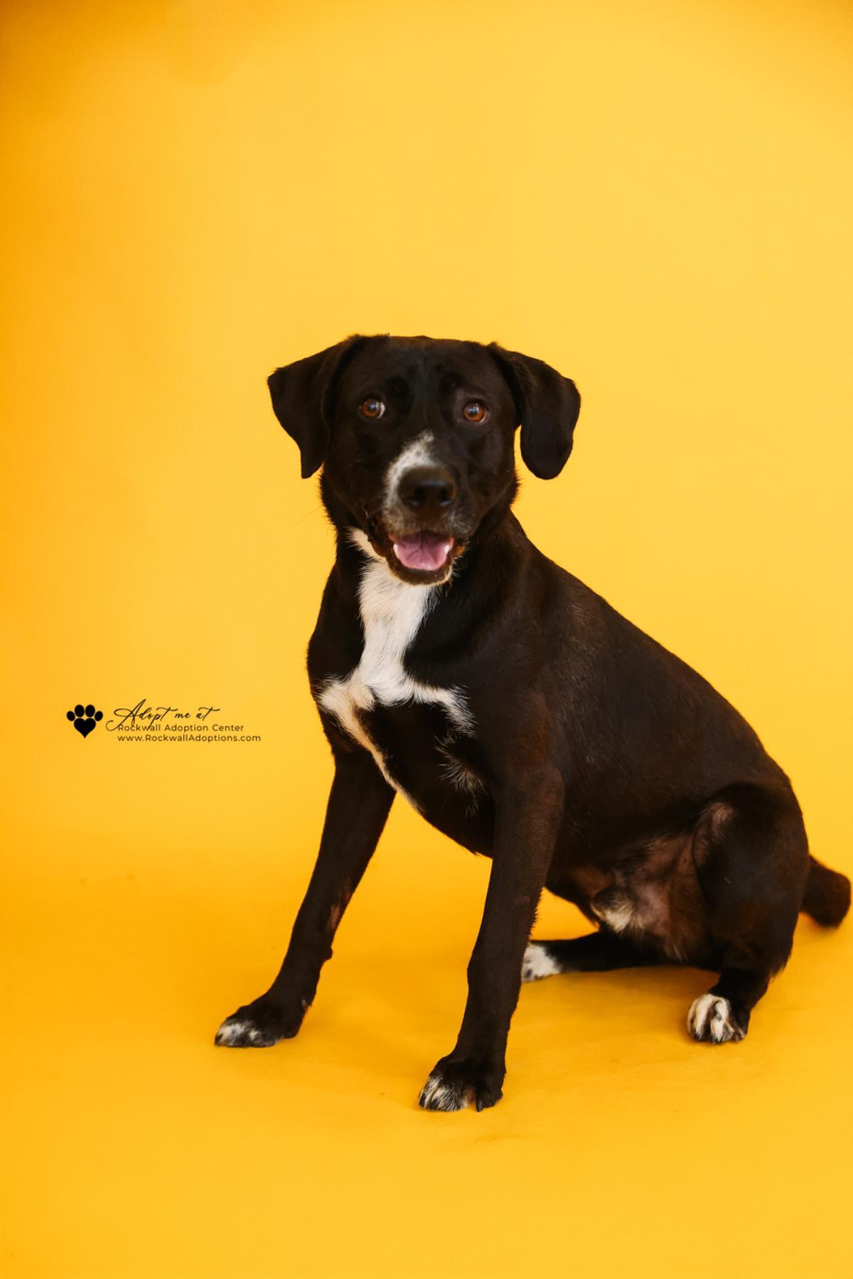 Enlarge Popeye - In Foster, a Adoptable mixed breed in Rockwall, TX image 2/3