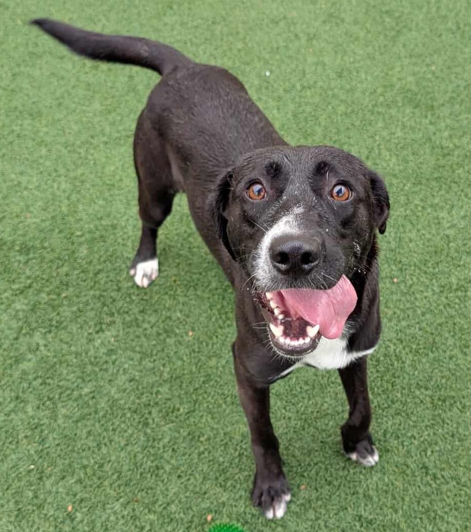 Enlarge Popeye - In Foster, a Adoptable mixed breed in Rockwall, TX image 3/3