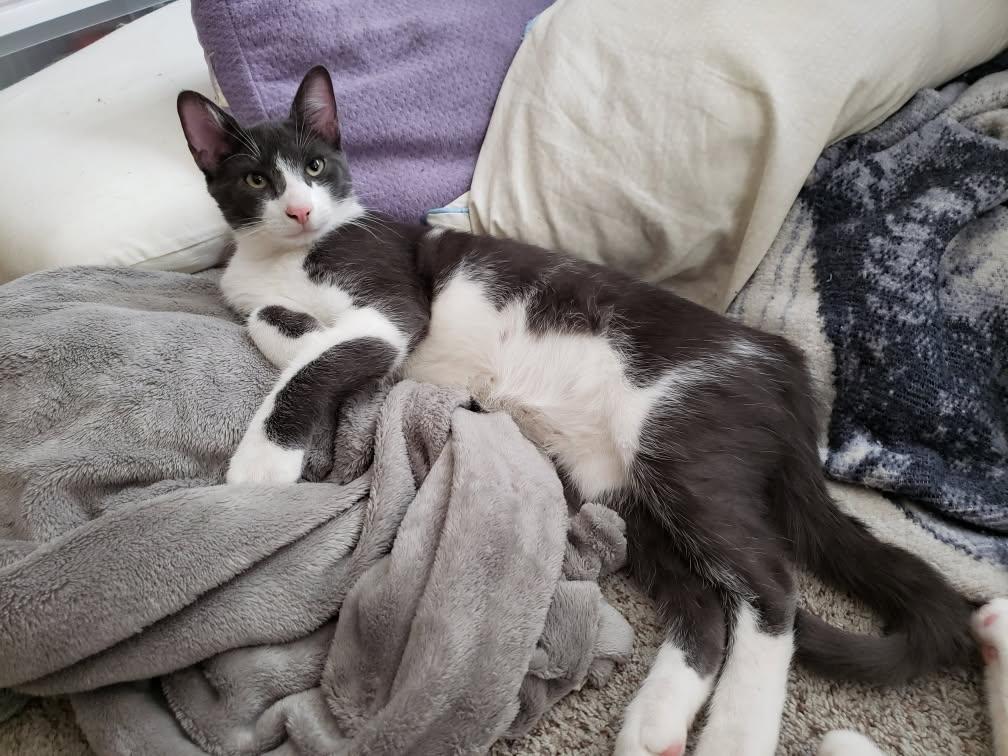 Enlarge Tuuli, a Adoptable Domestic Short Hair in Galloway, NJ image 1/4