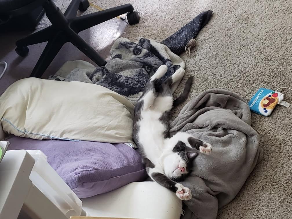 Enlarge Tuuli, a Adoptable Domestic Short Hair in Galloway, NJ image 2/4