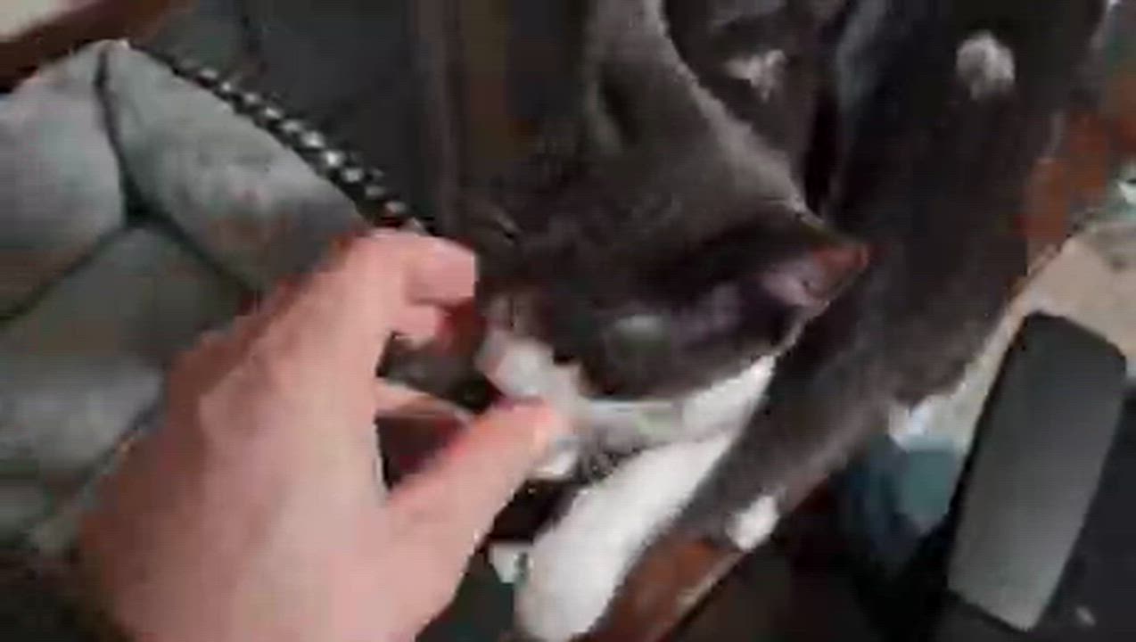 Enlarge Tuuli, a Adoptable Domestic Short Hair in Galloway, NJ video 3/4