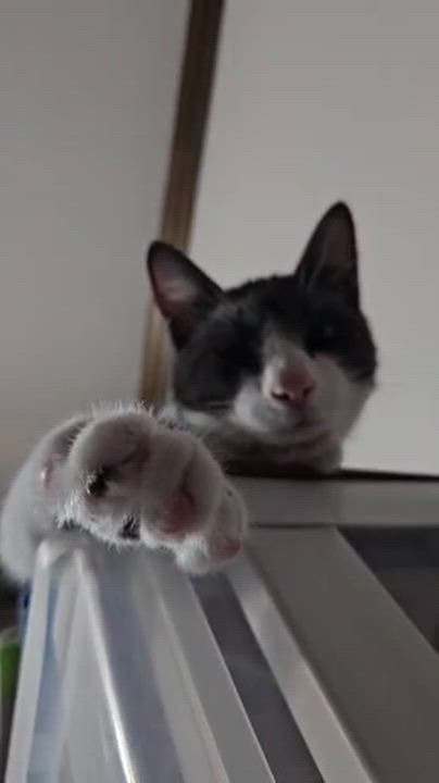 Enlarge Tuuli, a Adoptable Domestic Short Hair in Galloway, NJ video 4/4