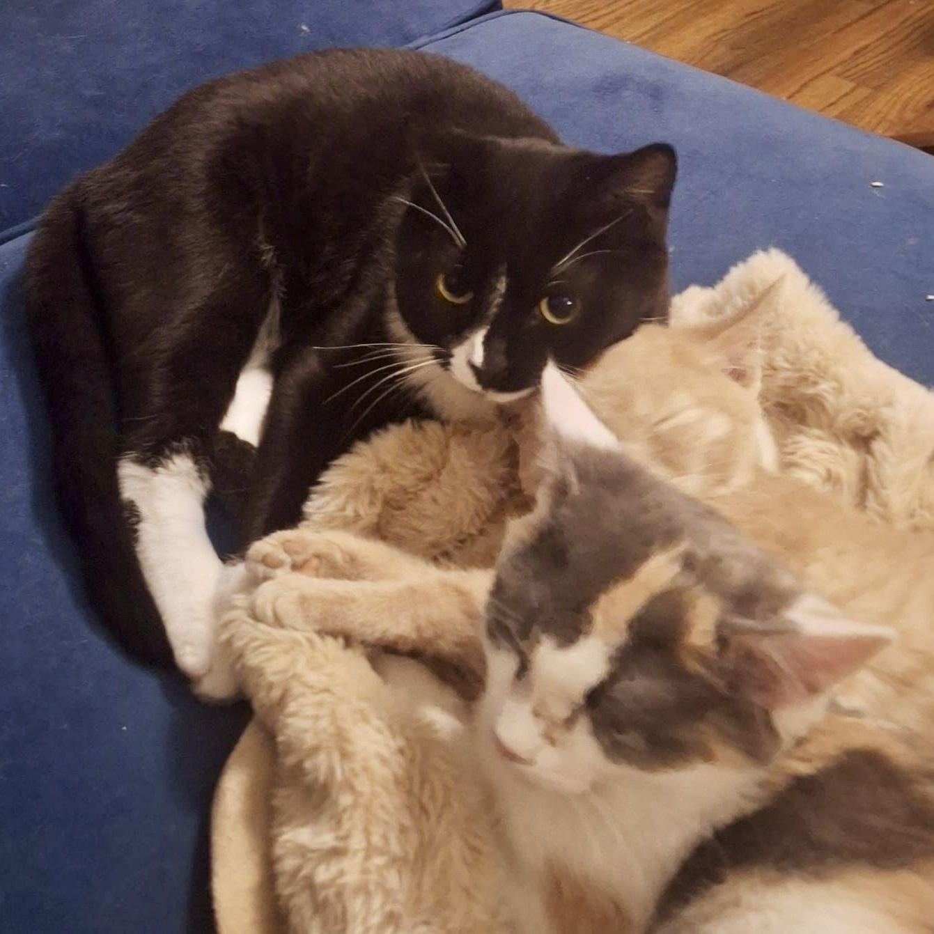 Enlarge Racecar 75, a Adoptable Domestic Short Hair in Richmond, VA image 5/6