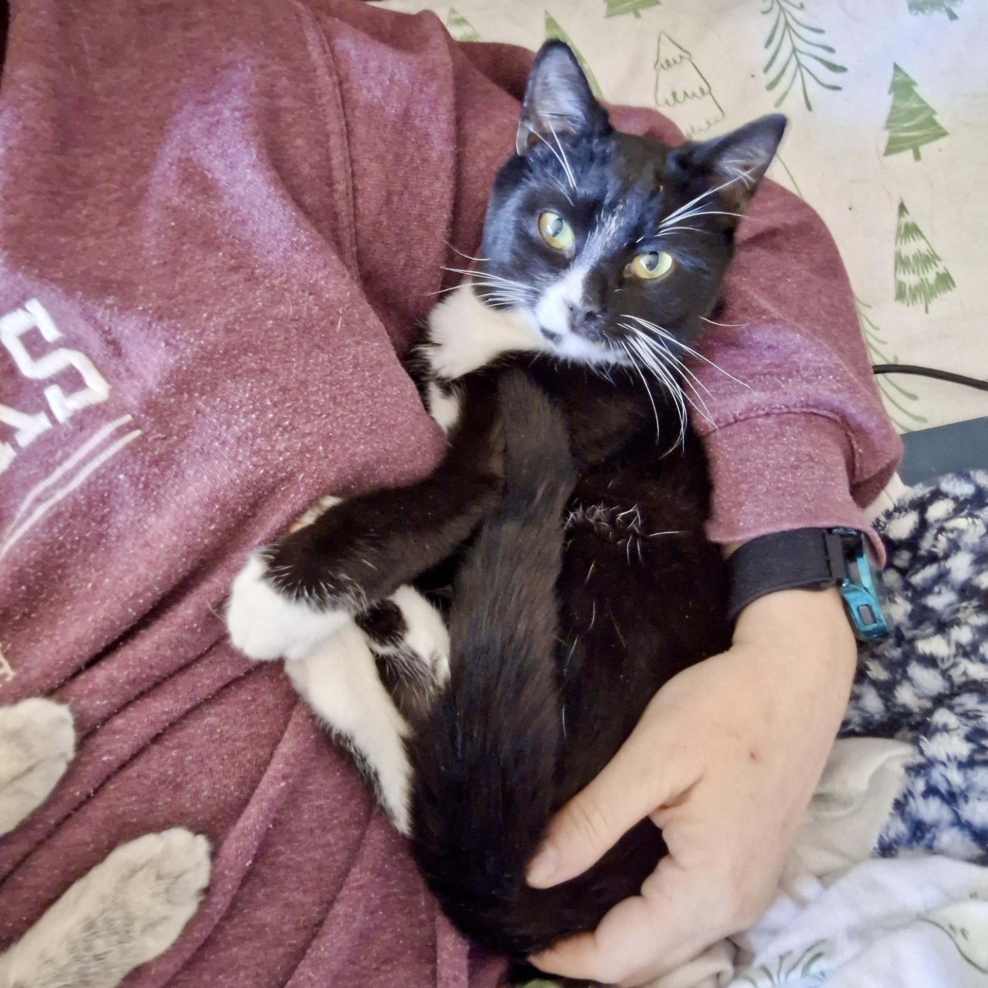 Enlarge Racecar 75, a Adoptable Domestic Short Hair in Richmond, VA image 2/6