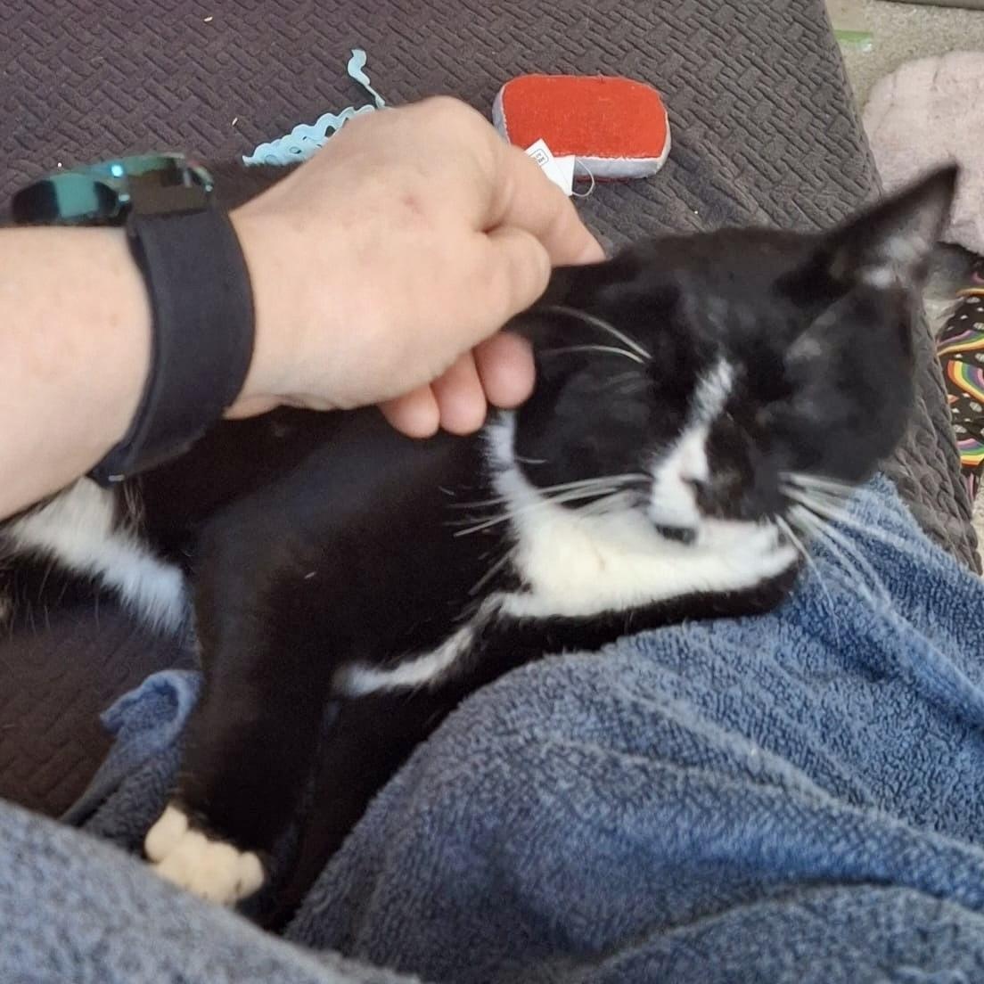 Enlarge Racecar 75, a Adoptable Domestic Short Hair in Richmond, VA image 4/6