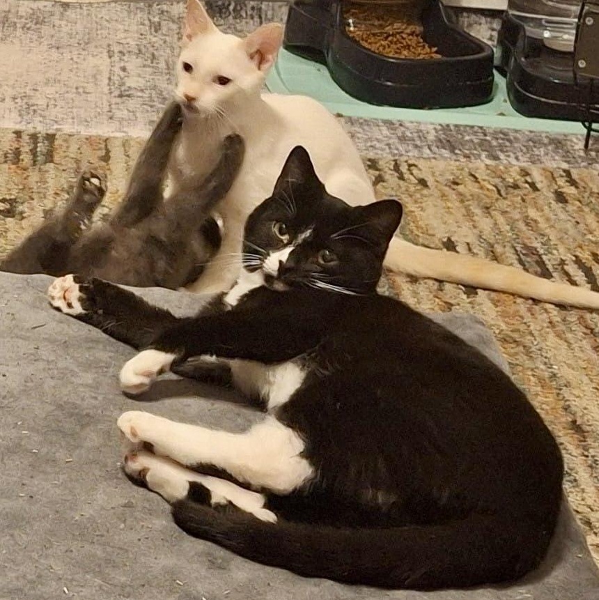 Enlarge Racecar 75, a Adoptable Domestic Short Hair in Richmond, VA image 6/6