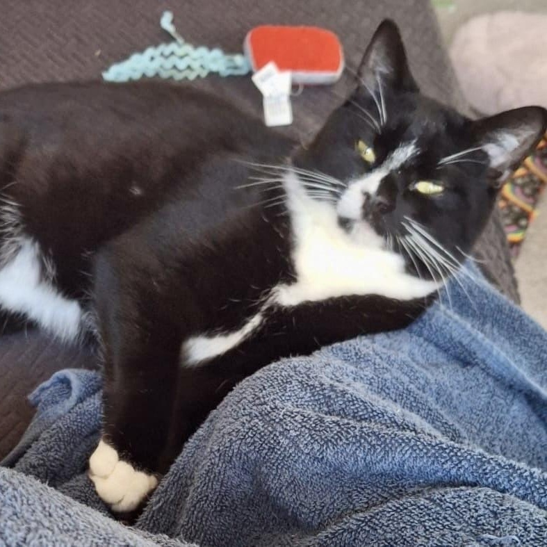 Racecar 75, Adoptable, Adult Male Domestic Short Hair.