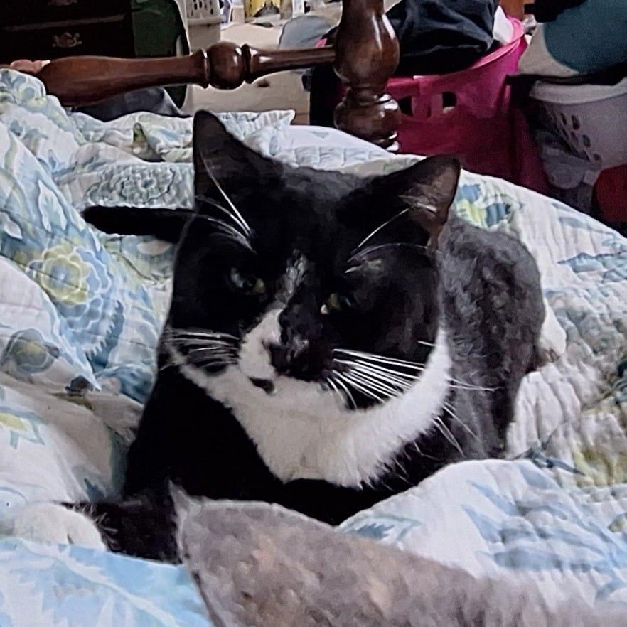 Enlarge Racecar 75, a Adoptable Domestic Short Hair in Richmond, VA image 3/6