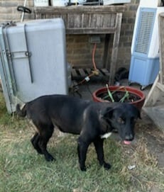 Nelly - courtesy post