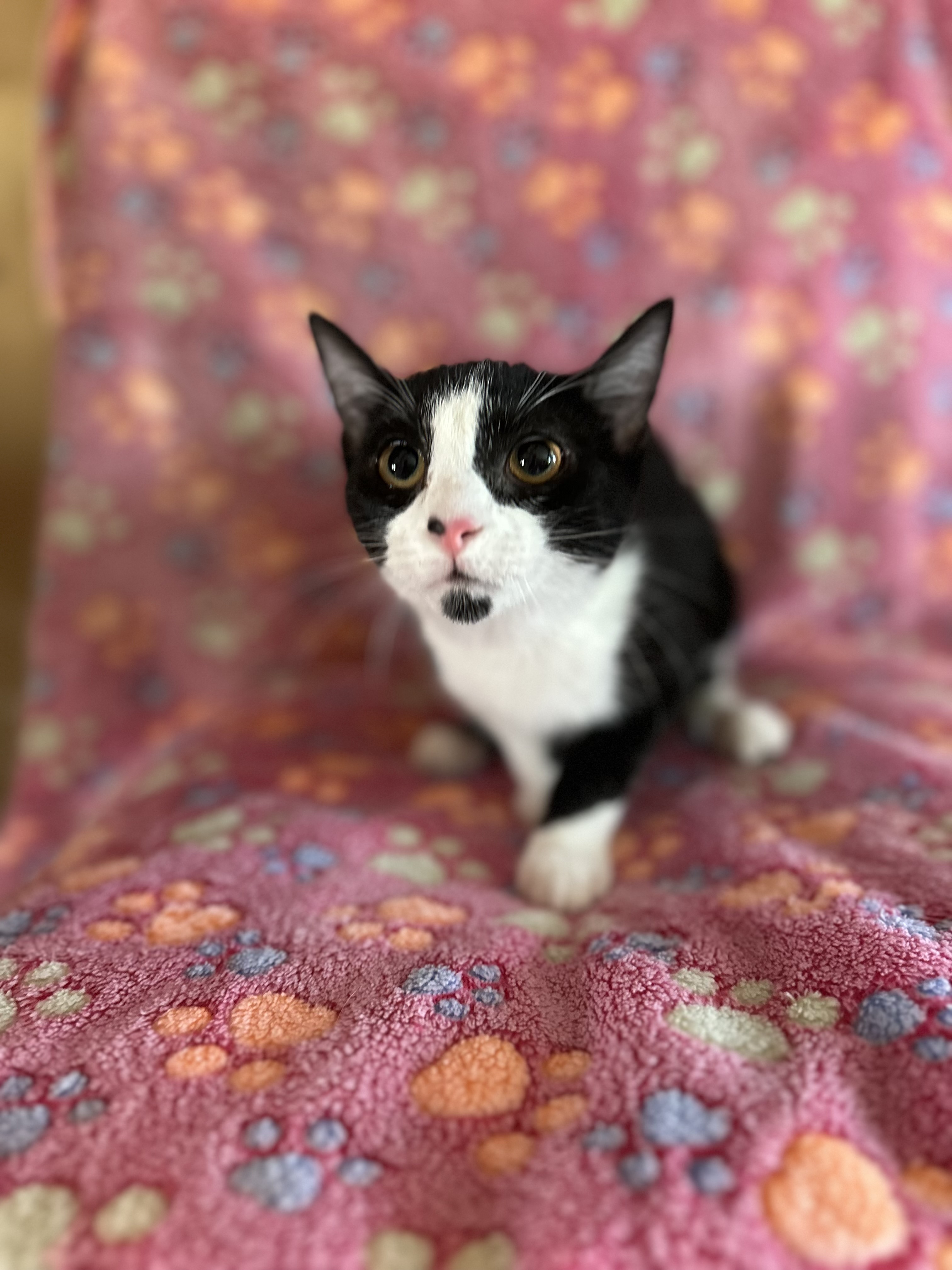 Cat for adoption Evermore, a Domestic Short Hair & Tuxedo Mix in New