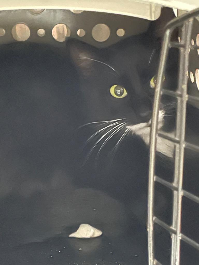 Tux, Adoptable, Young Male Domestic Short Hair.