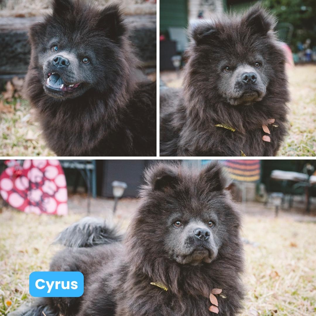 Enlarge Cyrus FKA Theo aka Hall, a Adoptable Chow Chow in Houston, TX image 1/3