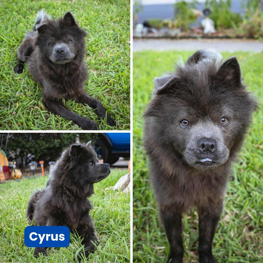 Cyrus Fka Theo Aka thumbnail 4