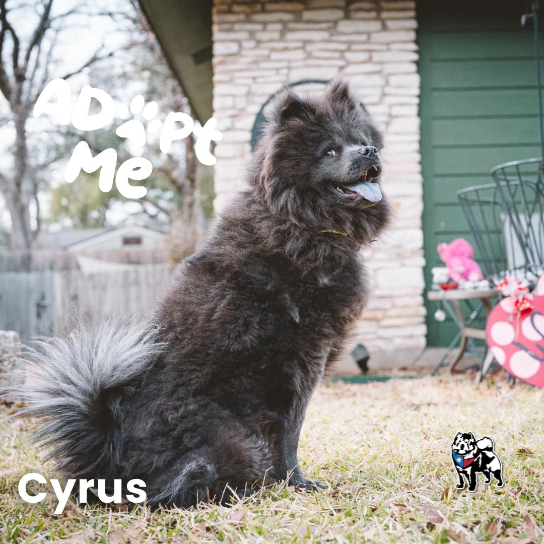 Enlarge Cyrus FKA Theo aka Hall, a Adoptable Chow Chow in Houston, TX image 2/3