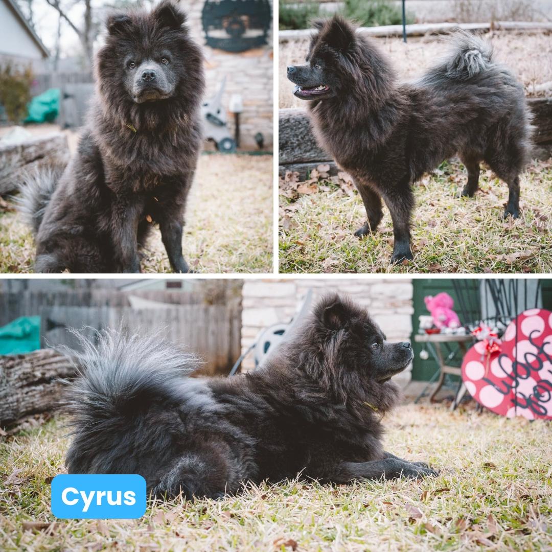 Cyrus FKA Theo aka Hall, Adoptable, Young Male Chow Chow.