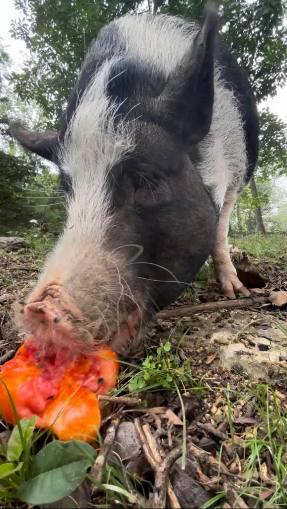 EmmieLou, Adopted, Adult Female Vietnamese Pot Bellied.