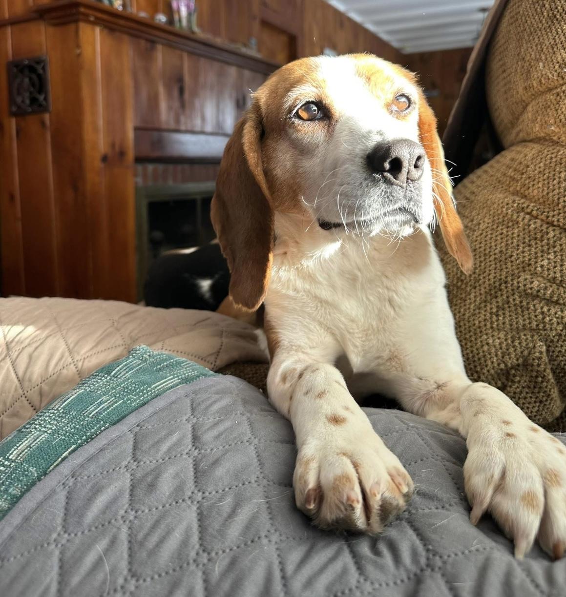 Autumn, a Adoptable Beagle in Southington, CT image 4/6