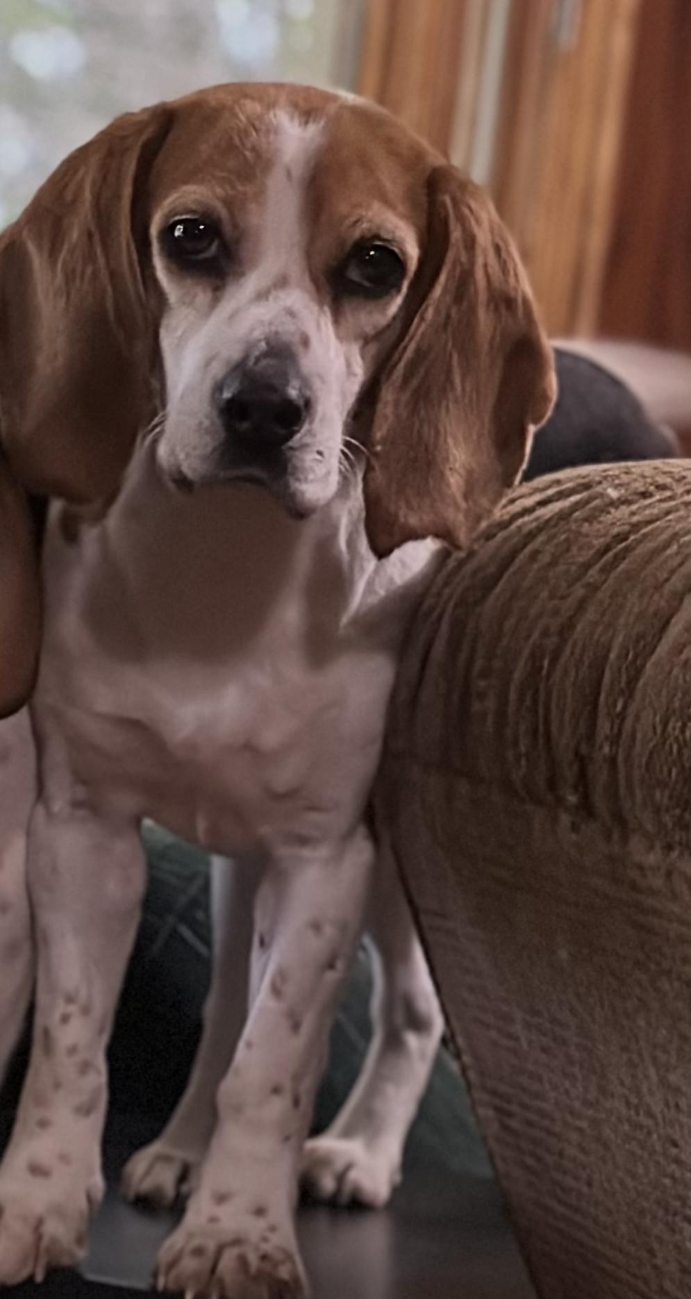 Autumn, a Adoptable Beagle in Southington, CT image 1/6